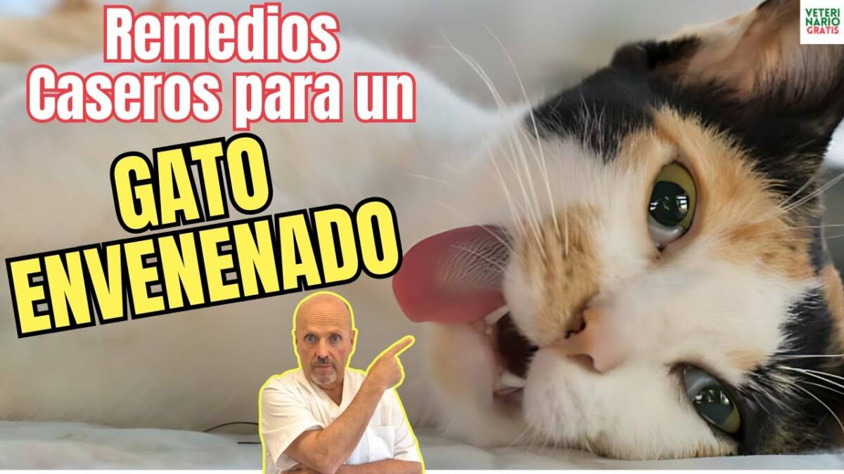 Remedios caseros para un gato envenenado