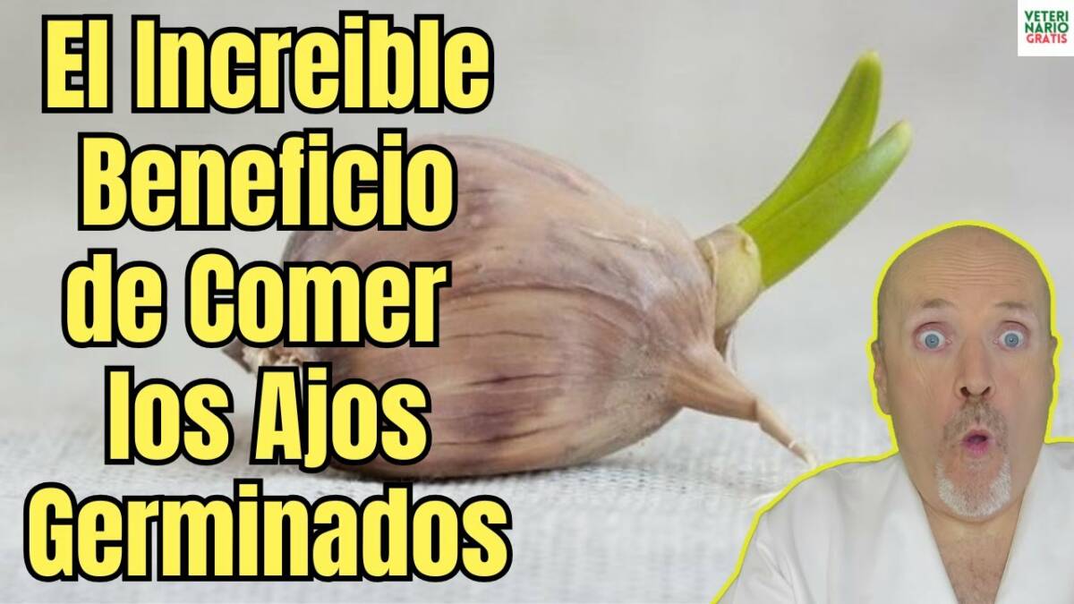 El increible beneficio de comer el ajo germinado que pocos conocen