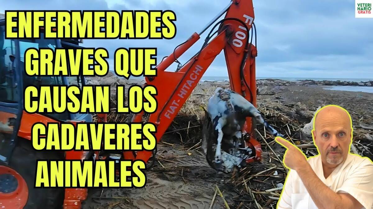 Enfermedades graves que pueden transmitir los cadaveres animales o zoonosis tras una dana