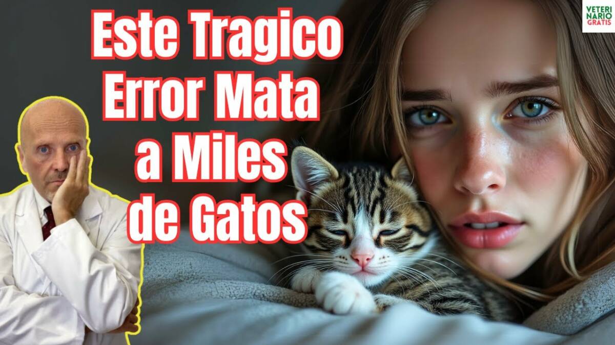 Cuidado con este peligroso error ya que matara a tu gato