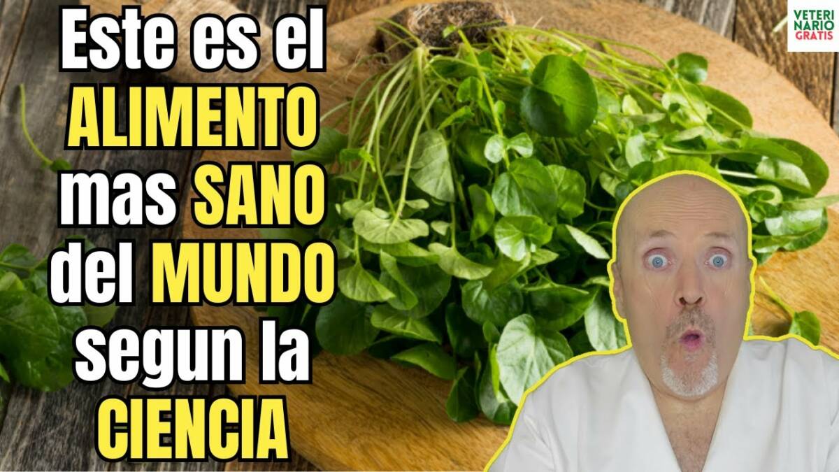 Este es el alimento mas sano del mundo según la ciencia