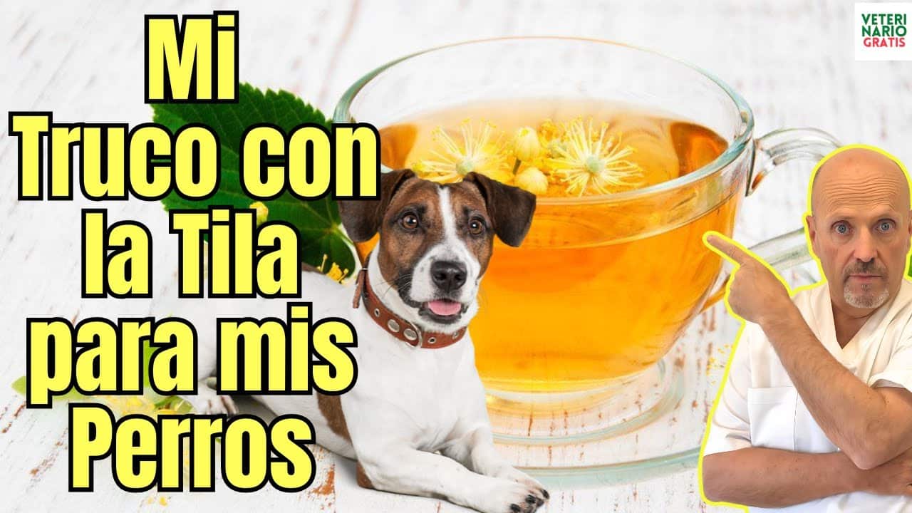 Asi utilizo yo la tila como un tranquilizante para perros casero