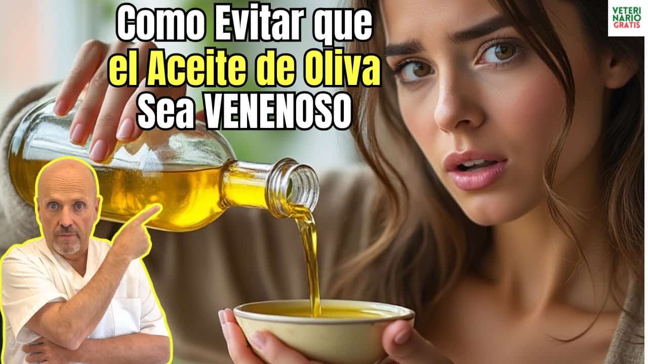 Evita asi los problemas del aceite de oliva sus peligros y contraindicaciones