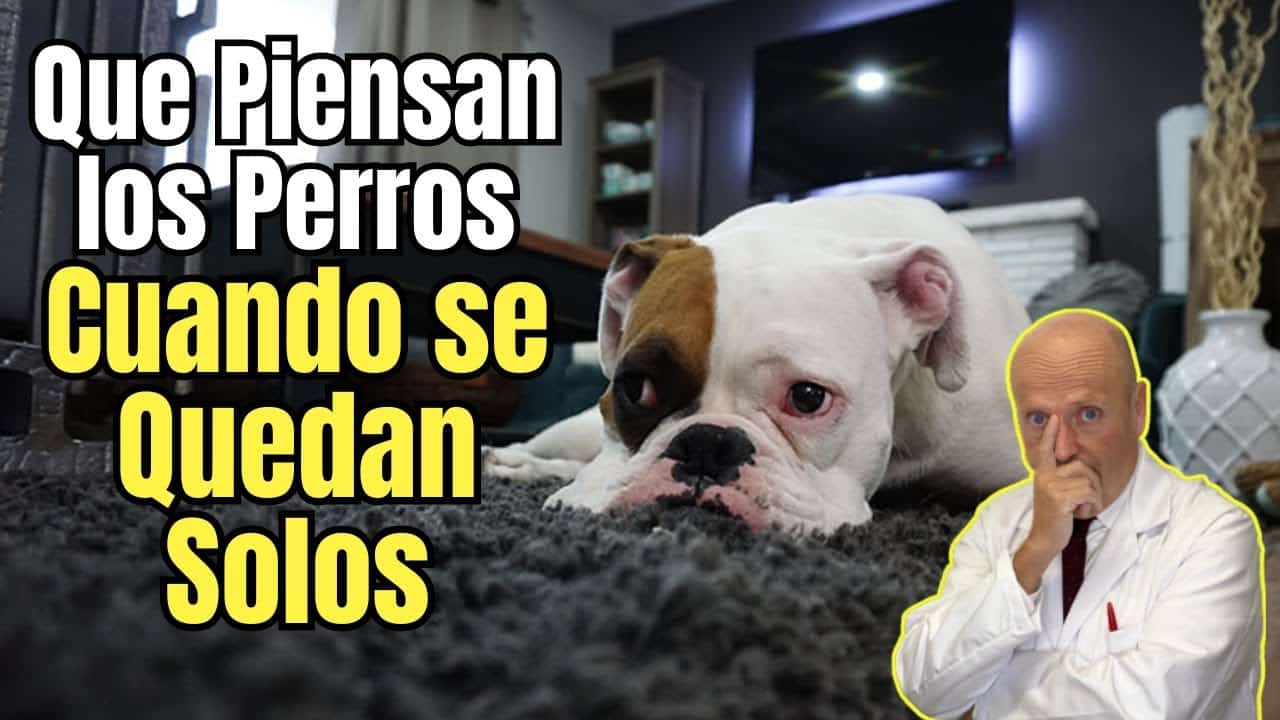 Que piensan los perros cuando se quedan solos en casa