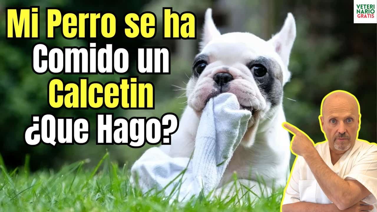 Mi perro se ha comido un calcetin que hago