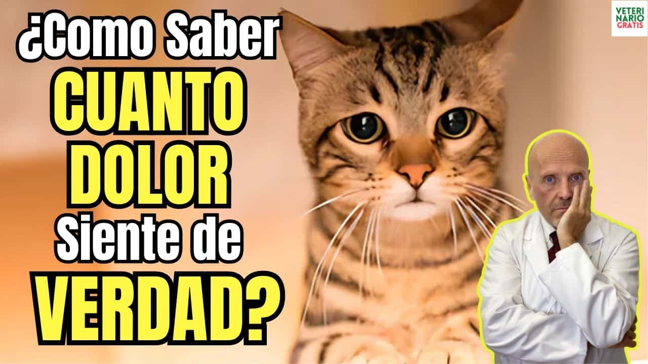 Como detectar la intensidad del dolor en gatos usando la escala grimace