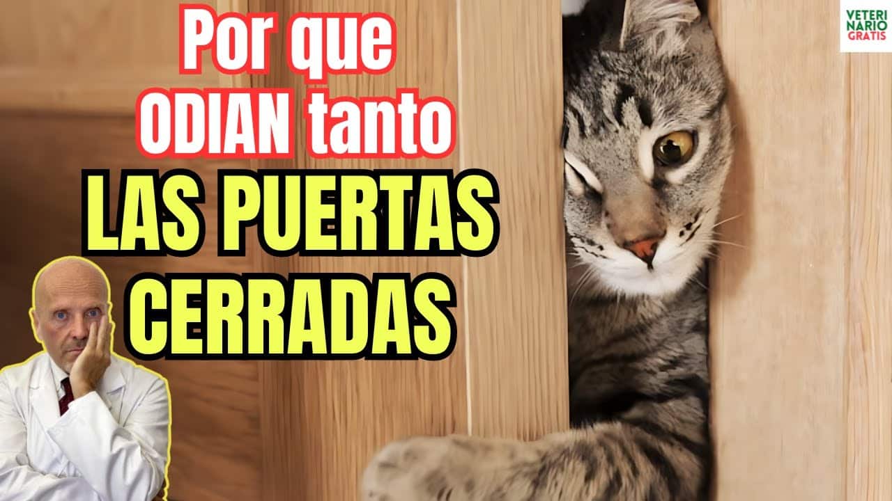 Porque los gatos odian tanto las puertas cerradas