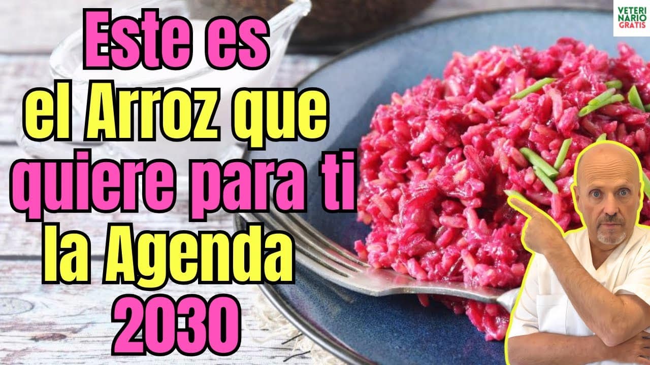 Este arroz hibrido con carne de vacuno es lo ultimo de la agenda 2030