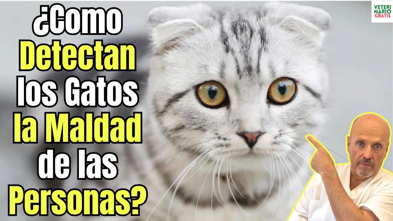 Como detectan los gatos la maldad de las personas