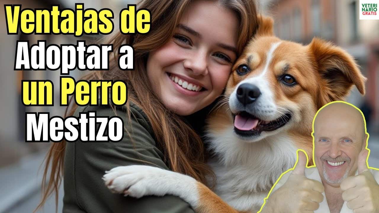 Ventajas de adoptar a un perro mestizo que pocos conocen