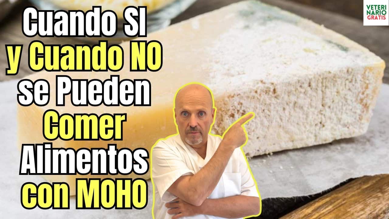 Cuando si y cuando no se pueden comer alimentos con moho