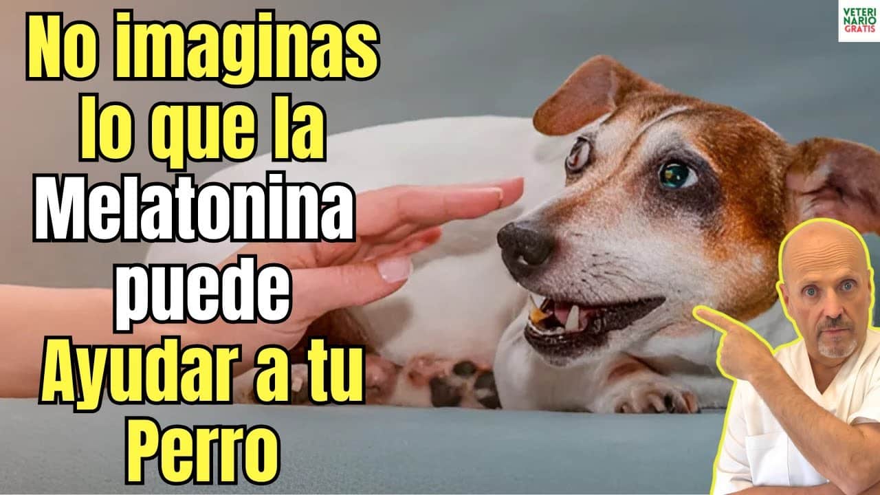 Como usar la melatonina para perros con ansiedad y a que dosis