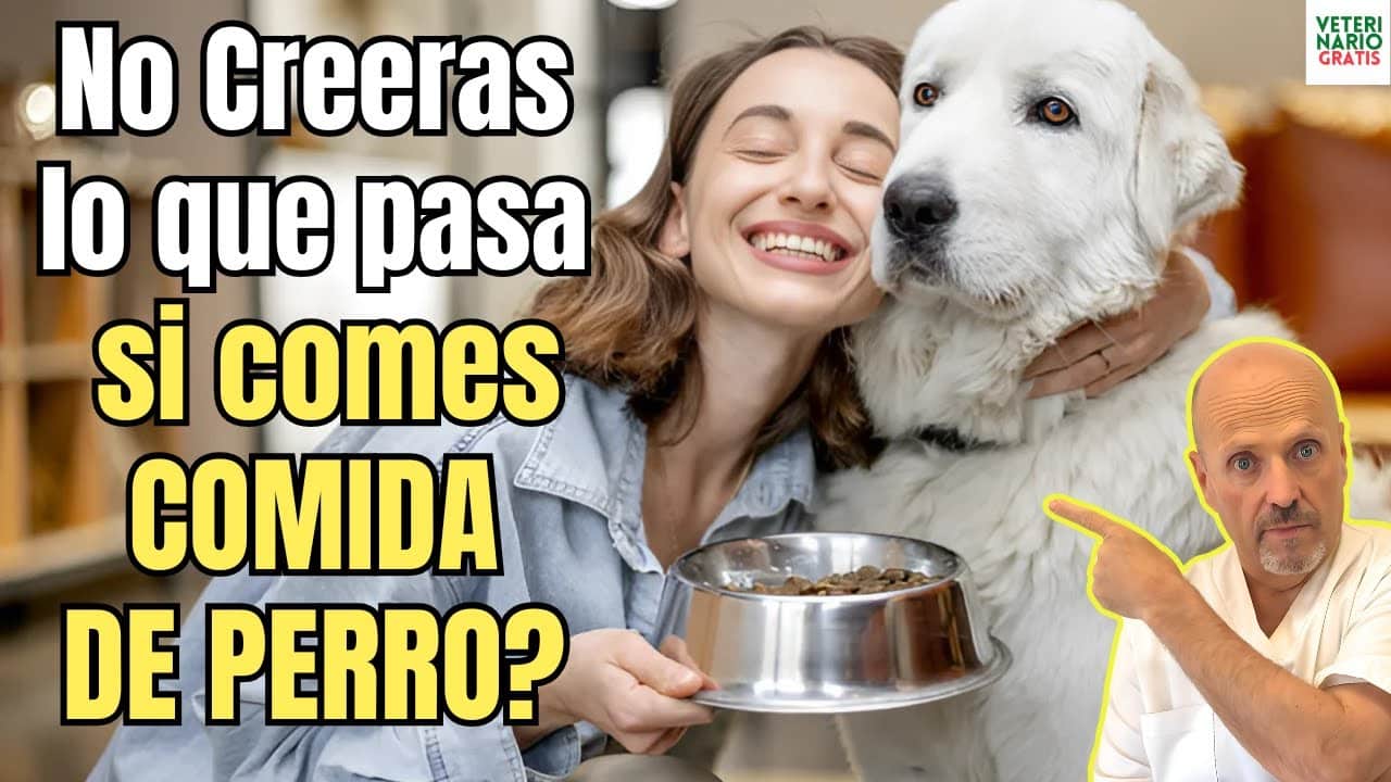 Que pasa si como comida de perro