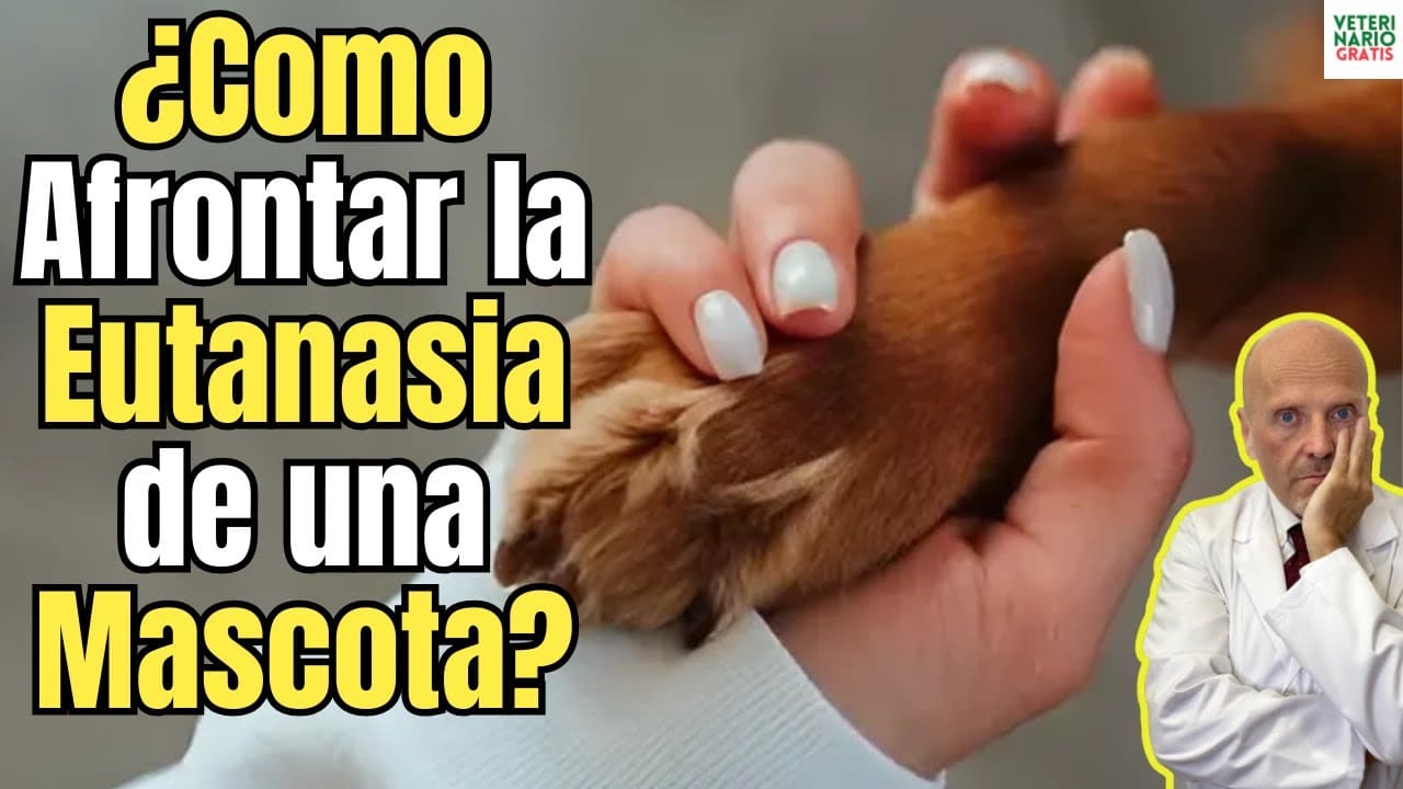 Como afrontar la eutanasia de una mascota