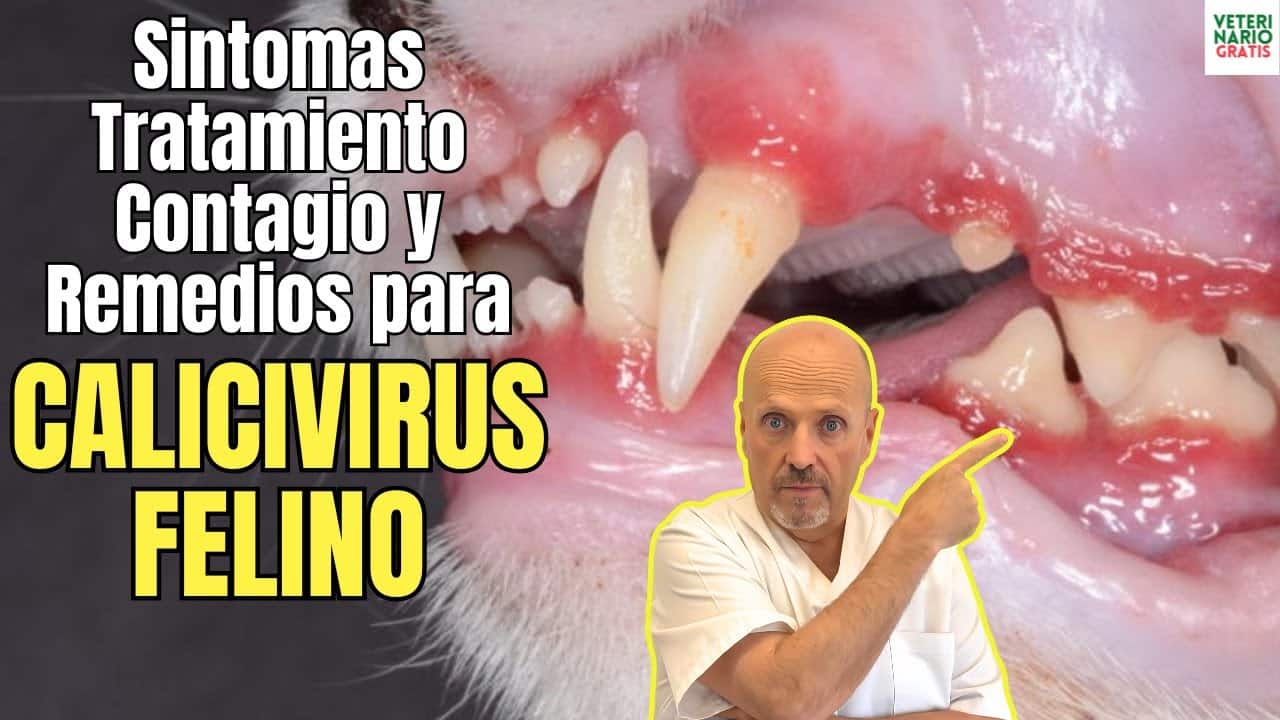 Calicivirus felino sintomas contagio tratamiento y remedios caseros