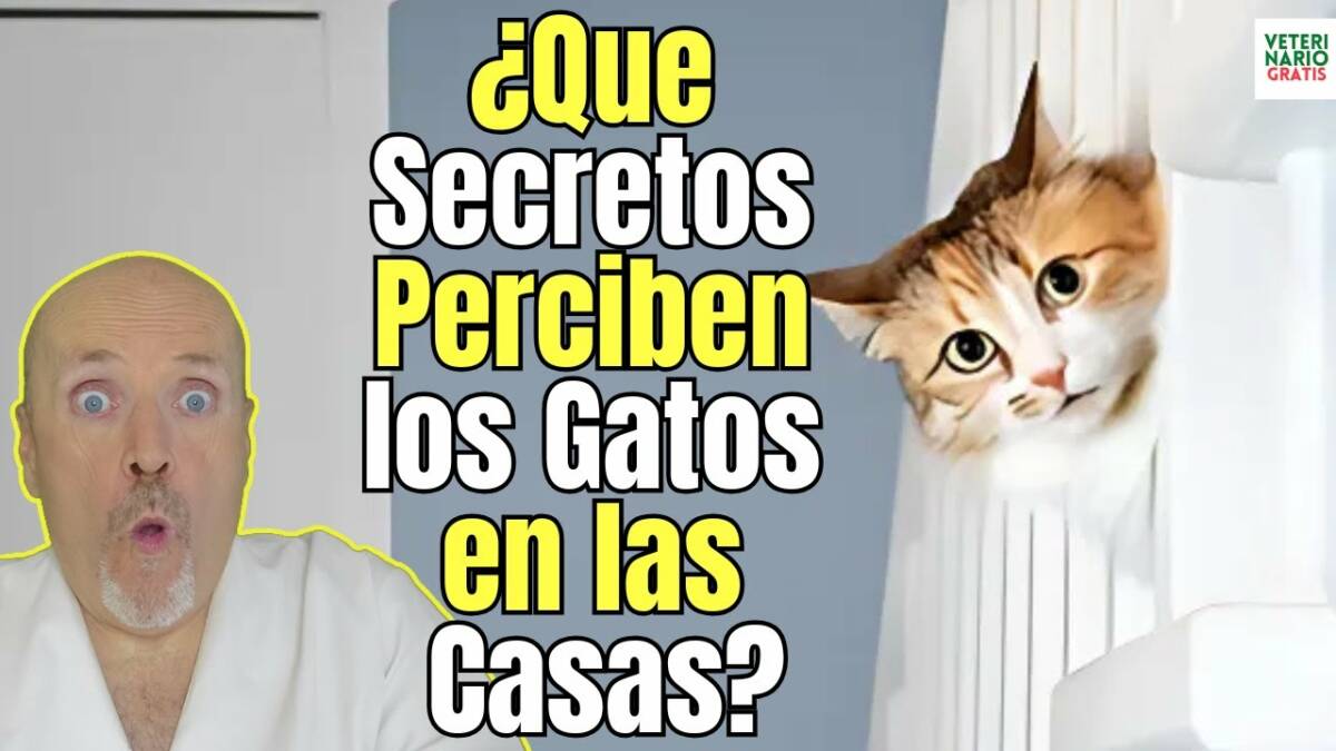 Que cosas perciben los gatos en las casas