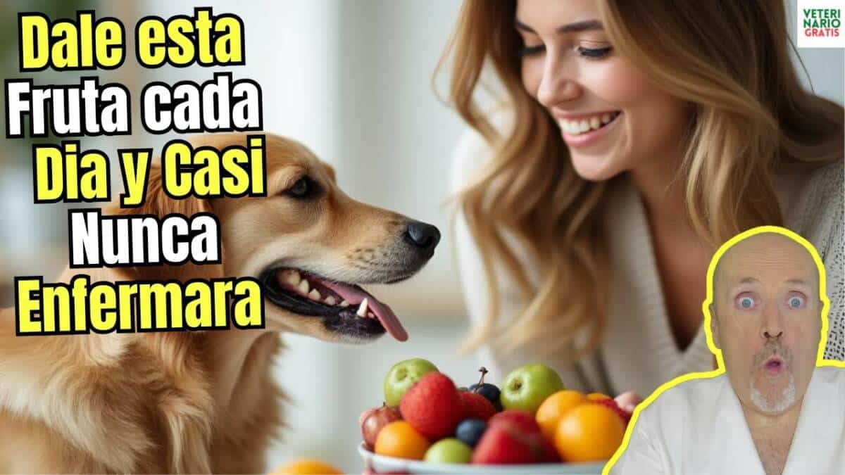 Esta es la fruta que pueden comer los perros todos los días para mejorar su salud