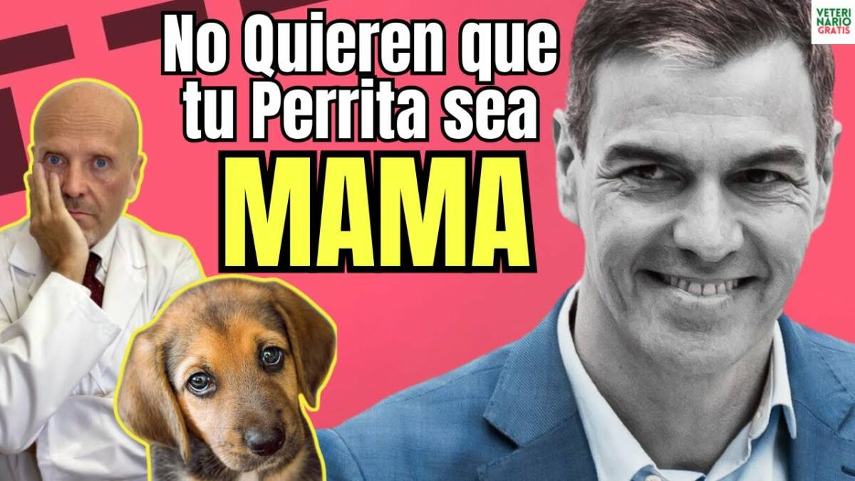 Prohiben el embarazo en perros sin antes pasar por caja