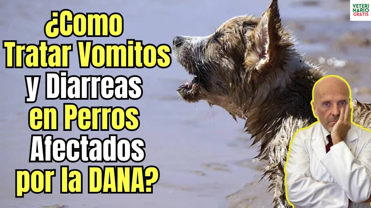 Como tratar la diarrea y el vomito en perros afectados por la dana en valencia