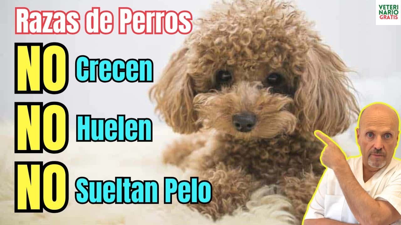 Razas de perros que no crecen mucho no sueltan pelo y no huelen