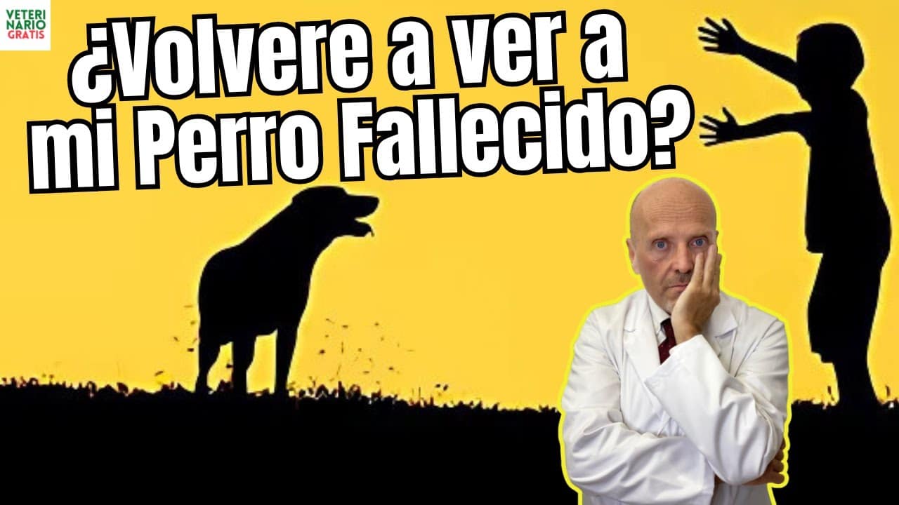 Volveré a ver a mi perro fallecido