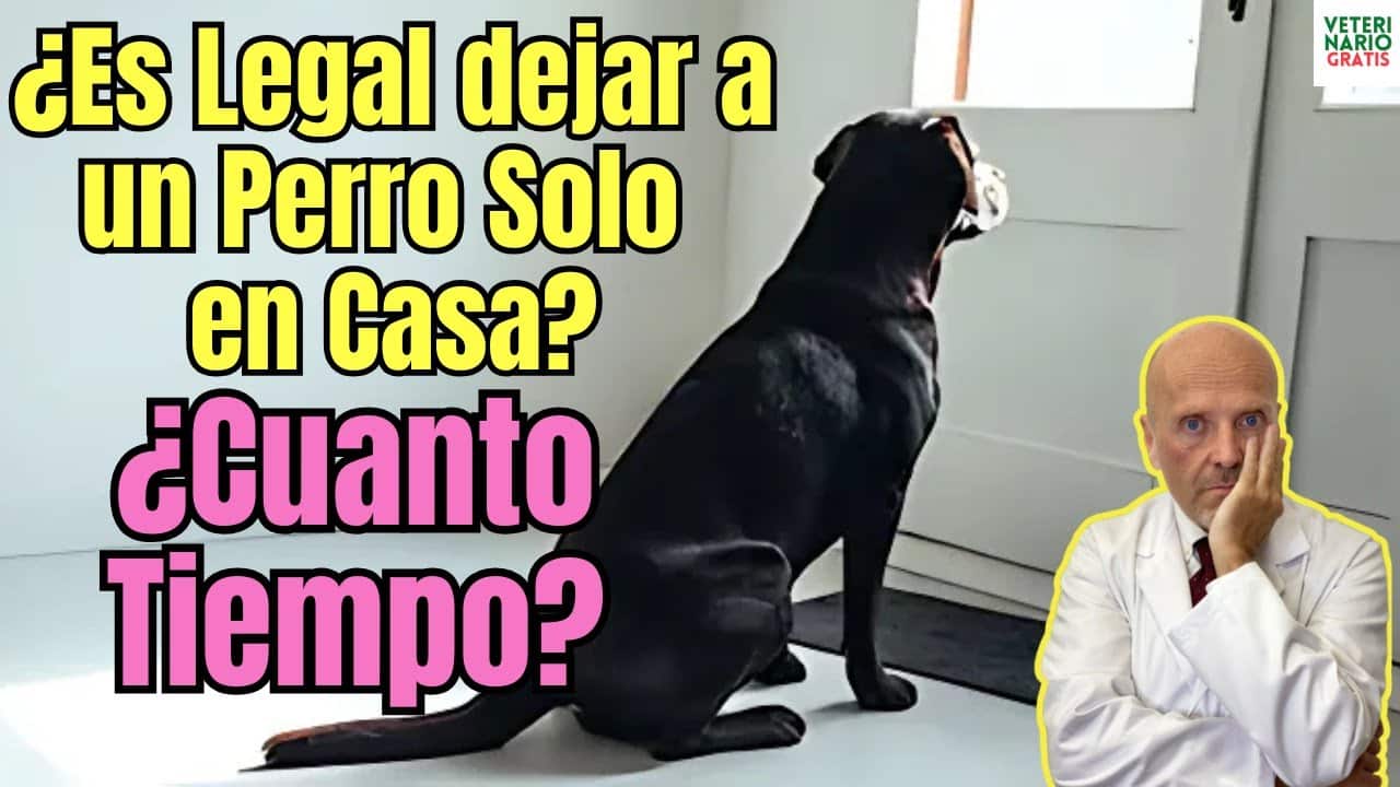 Es legal dejar a un perro solo en casa cuanto tiempo puede estar solo