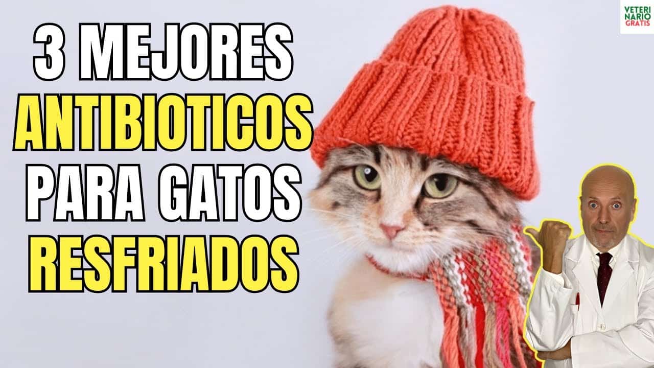 3 mejores antibióticos para gatos resfriados