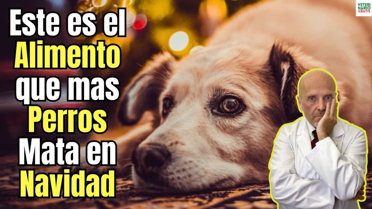 Este es el alimento que mas perros mata en navidad prohibido para ellos