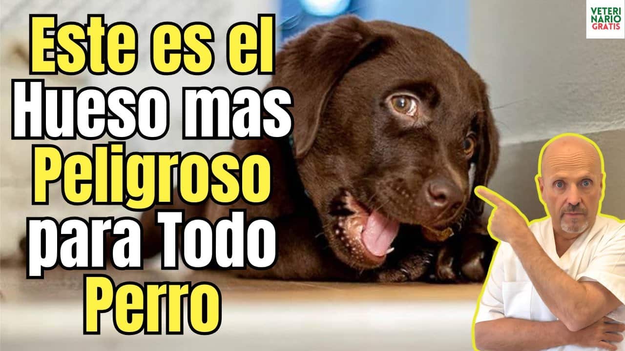 Este es el hueso mas peligroso para los perros ojo y es de pollo