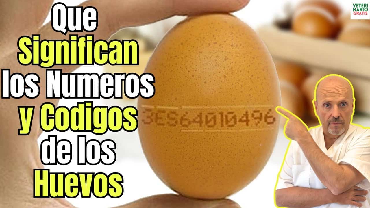 Que significan los numeros y codigos de los huevos