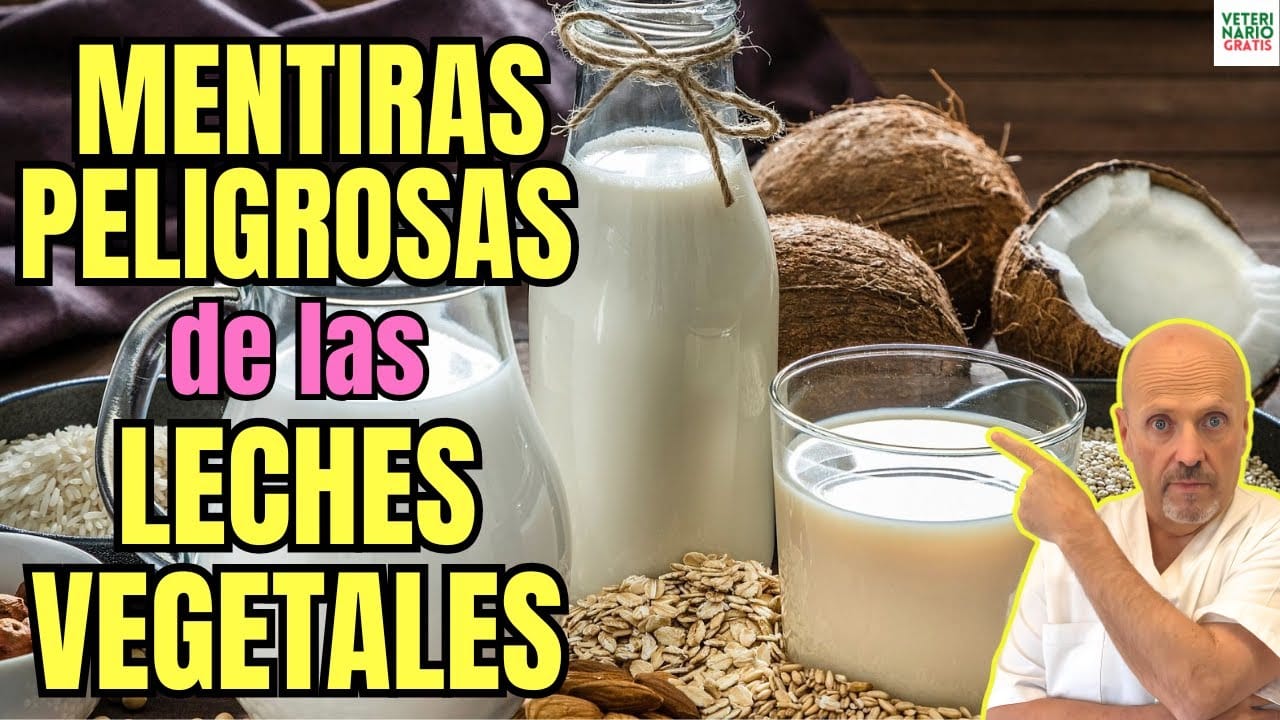 Tipos de leche vegetal de avena arroz trigo almendras soja y coco sus mentiras y beneficios