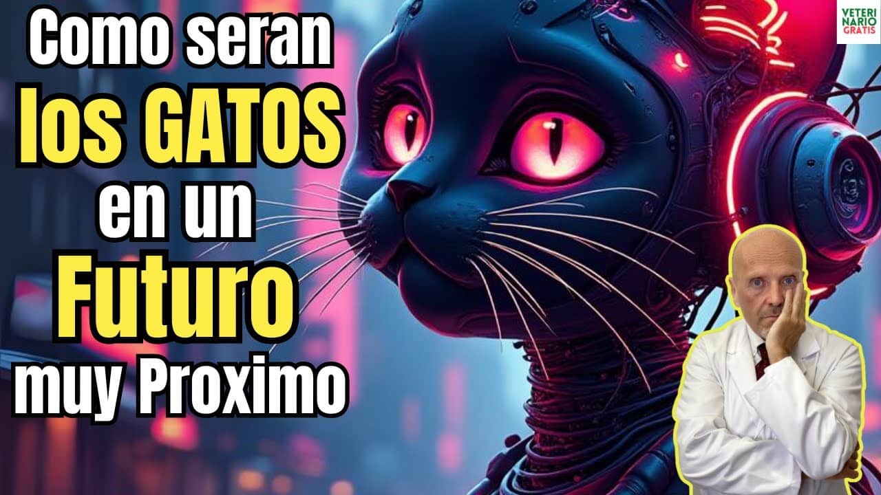 Como seran los gatos en un futuro muy proximo