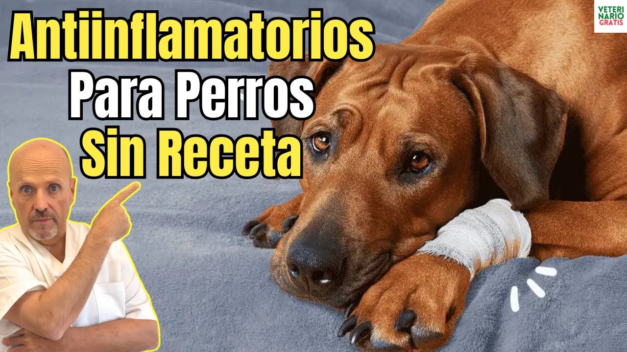 Mejores antiinflamatorios para perros sin receta