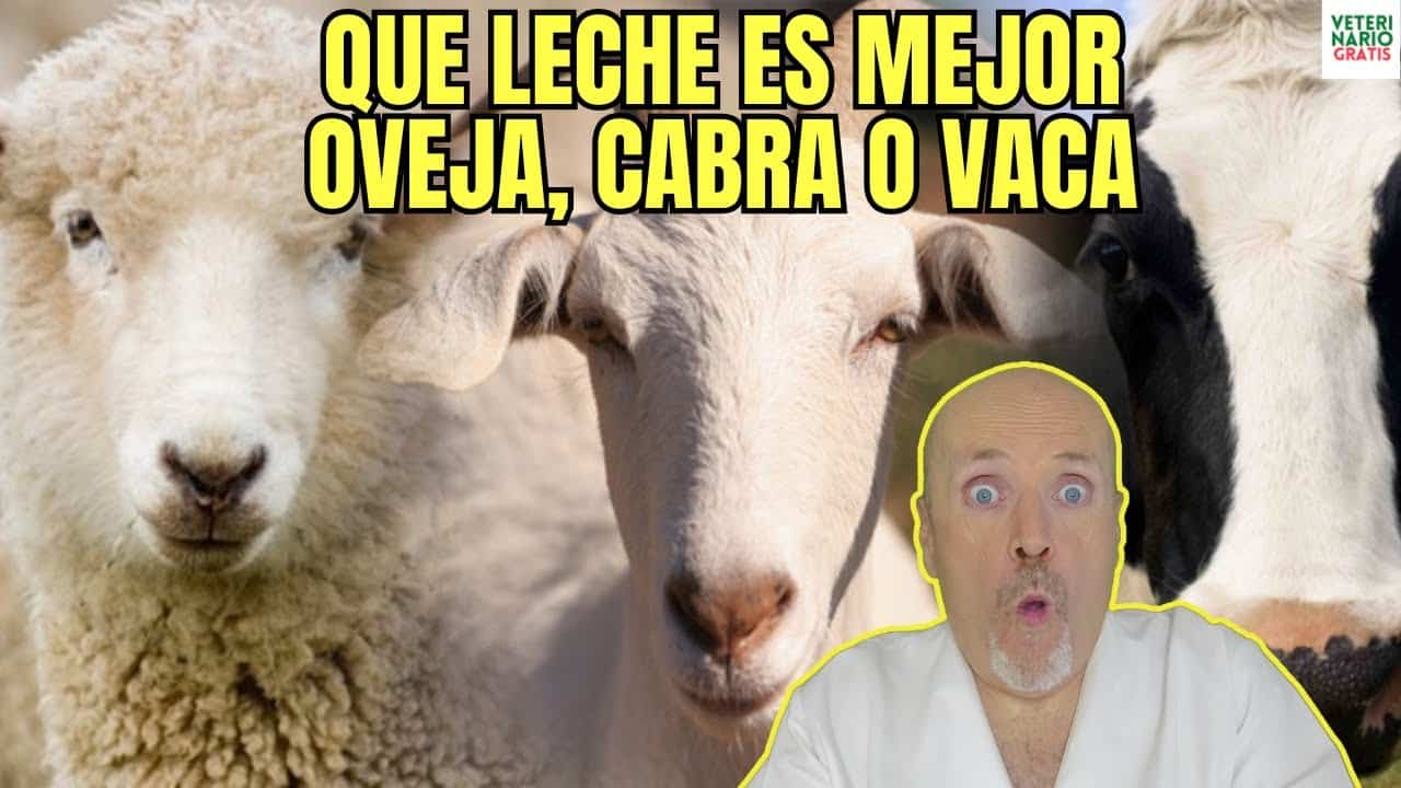 Que leche es mejor la de vaca la de cabra o la de oveja