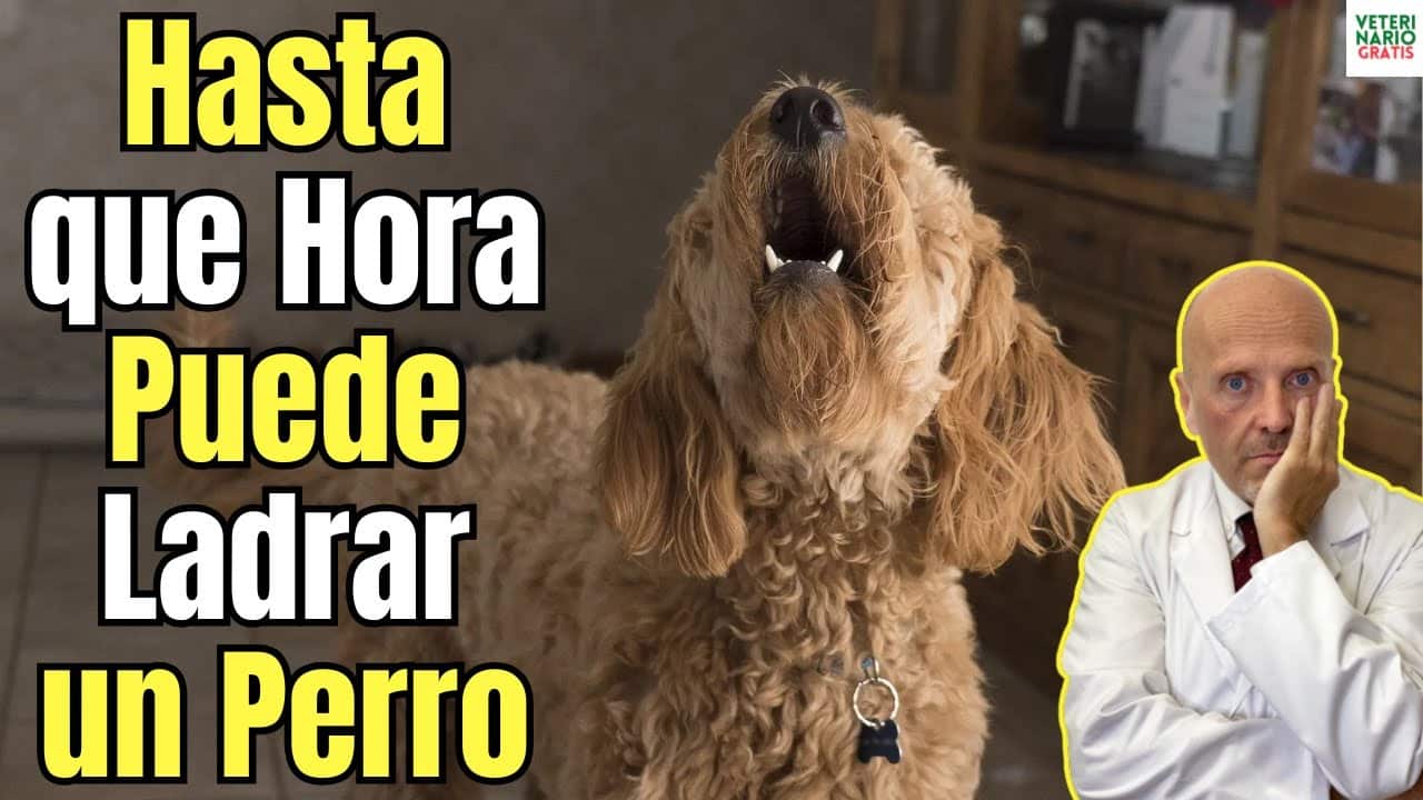 Hasta que hora puede ladrar un perro