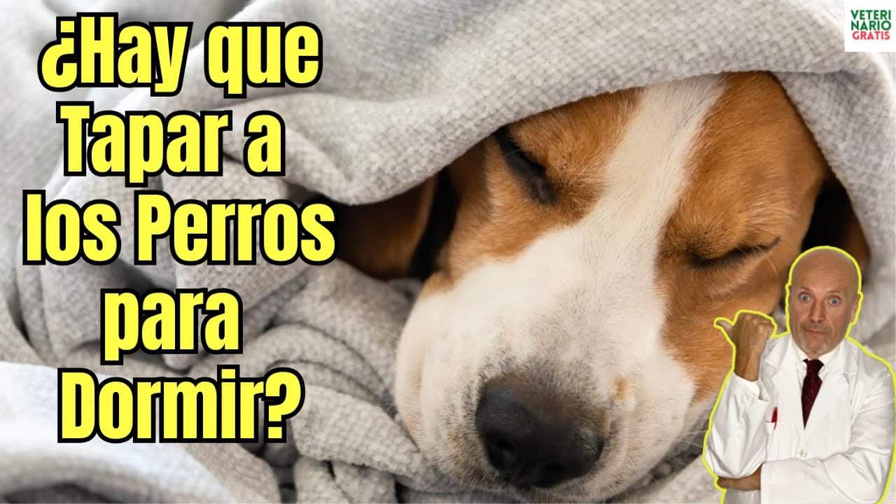 Hay que tapar a los perros para dormir por la noche