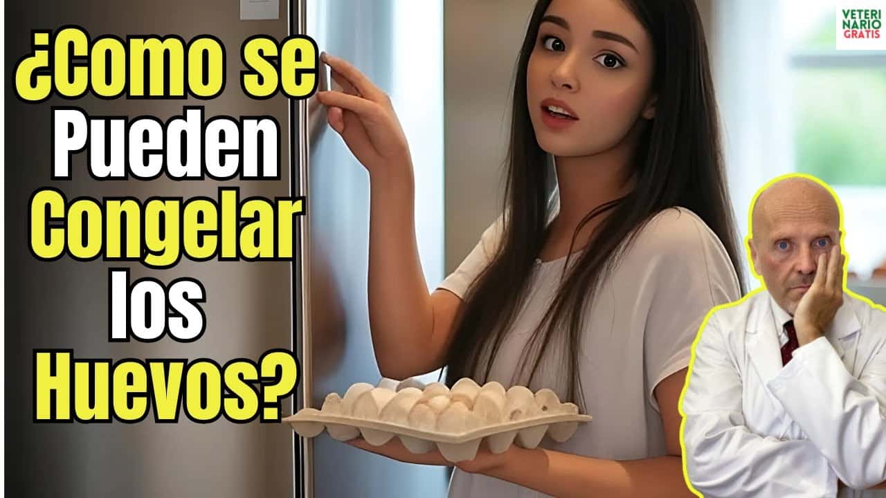 Como se pueden congelar los huevos para que se puedan comer despues