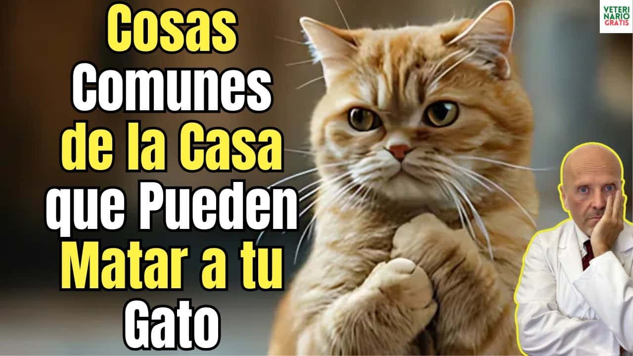 Cosas comunes que tienes en casa y que pueden matar a tu gato