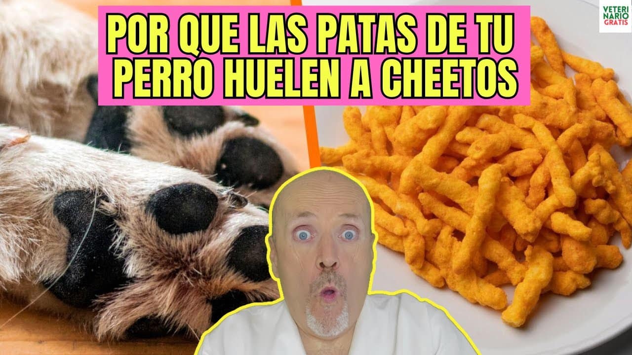 Porque las patas de tu perro huelen a cheetos