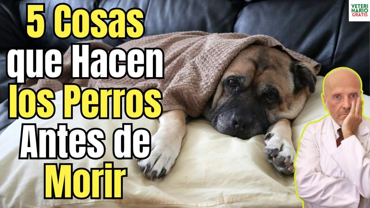 Cinco cosas que hacen los perros antes de morir