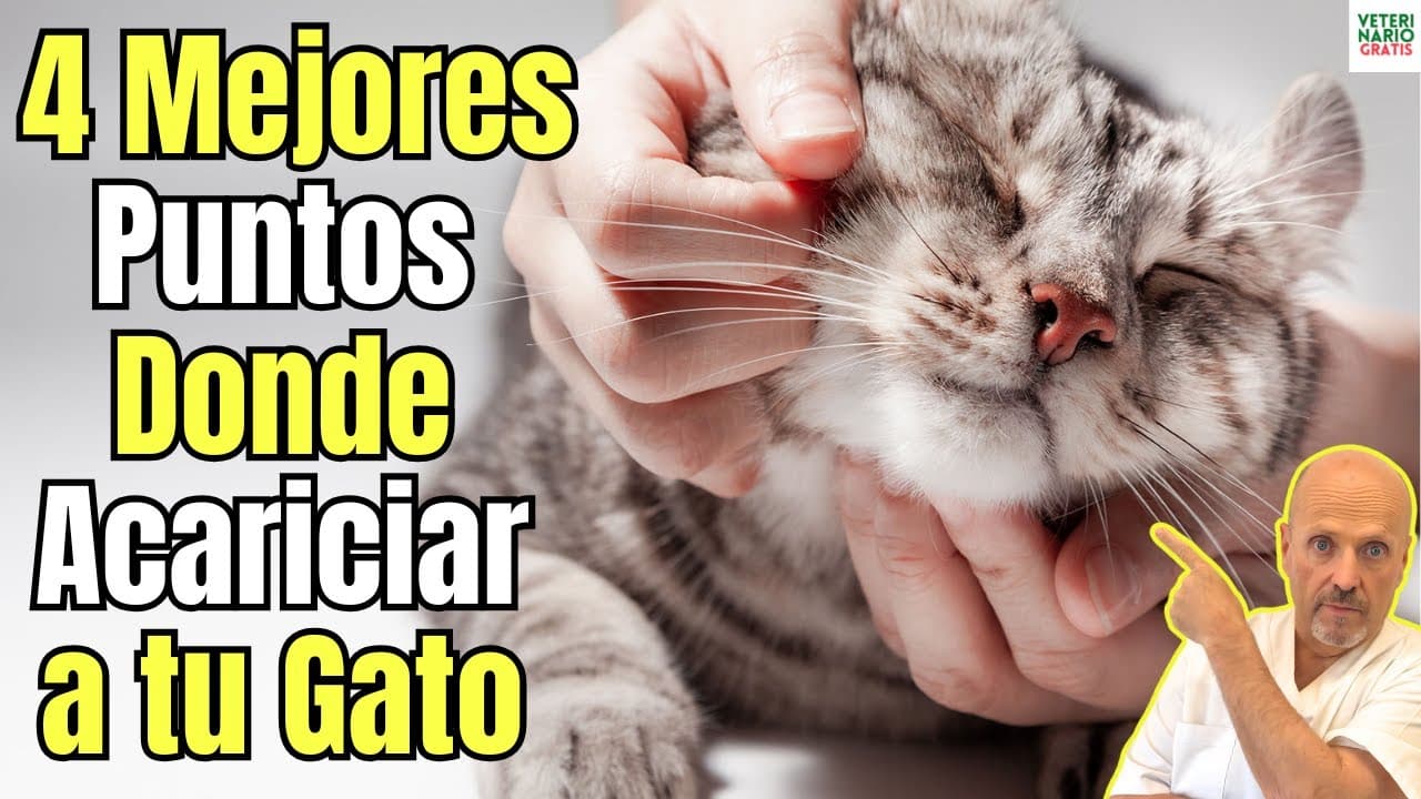 4 mejores puntos donde acariciar a un gato