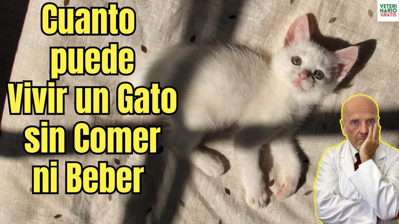 Cuanto puede vivir un gato sin comer ni beber