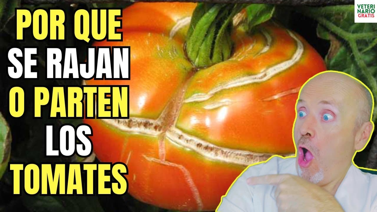 Porque se rajan y parten los tomates