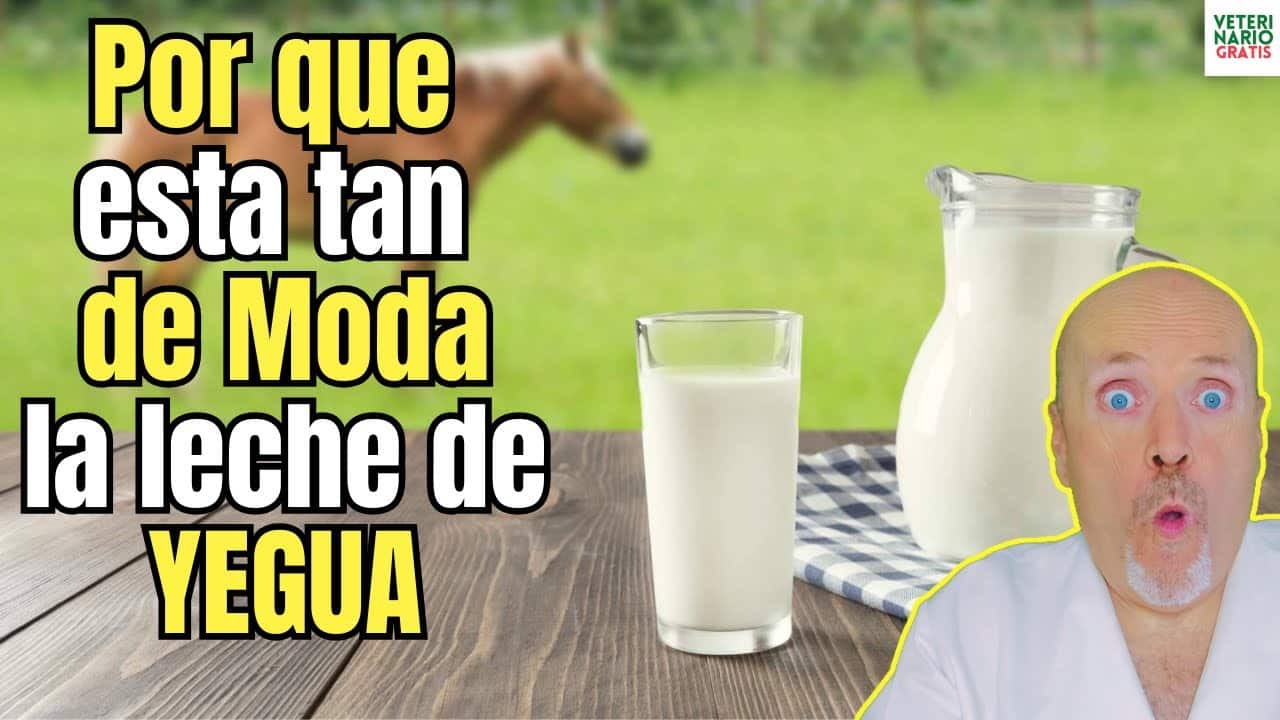 Porque esta de moda consumir leche de yegua propiedades y para que sirve