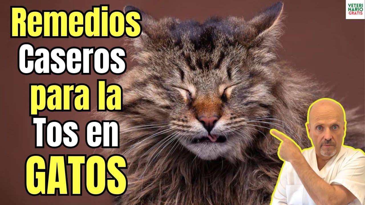 Remedios caseros para la tos en gatos