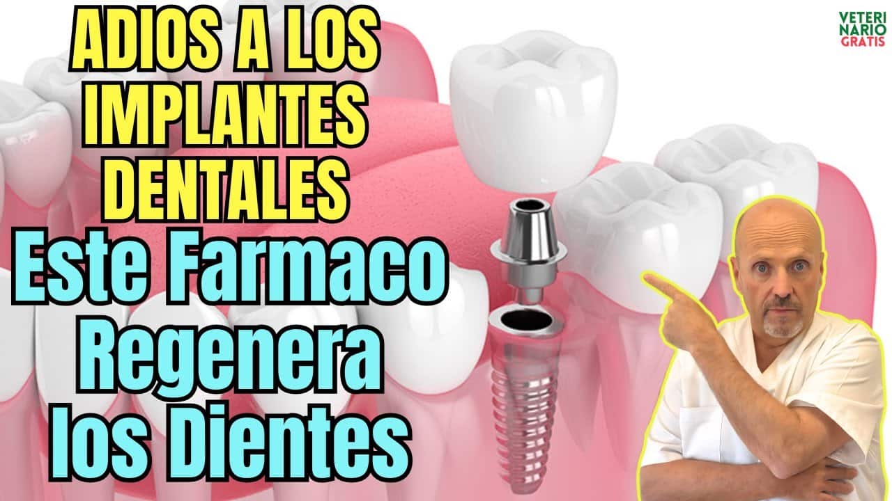 Adios a los implantes dentales ya se prueba en humanos el farmaco que regenera los dientes