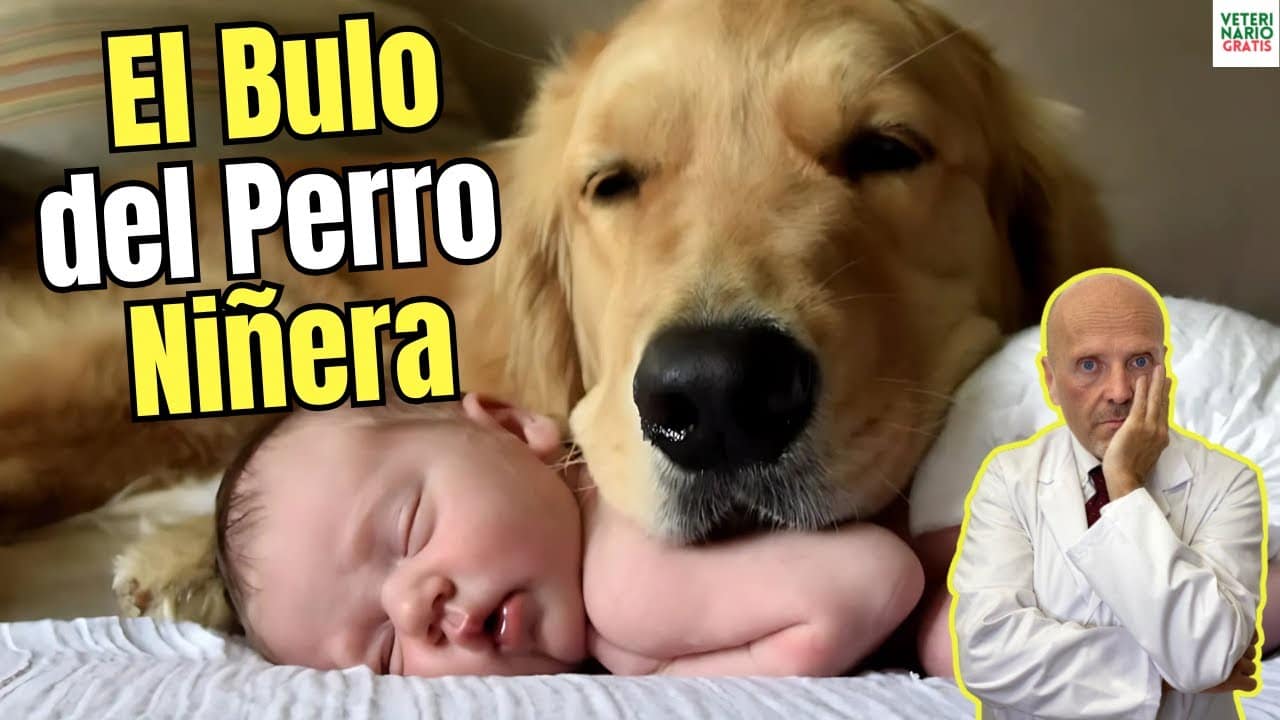 El perro niñera de verdad es un bulo este video viral