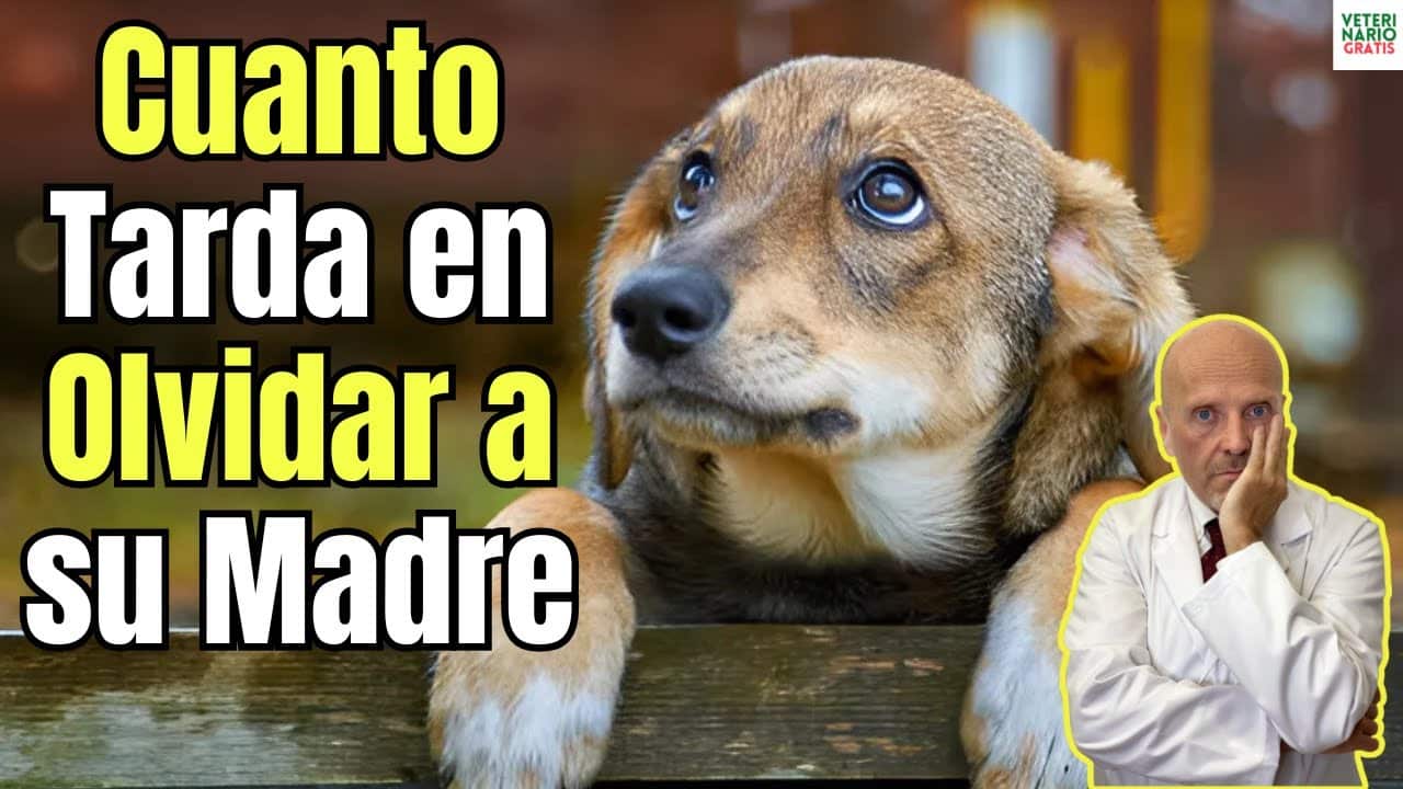 Cuanto tarda un perro en olvidar a su madre