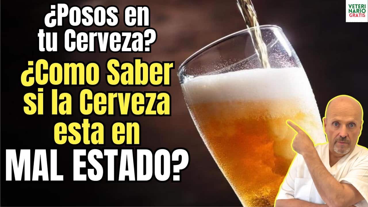 Tu cerveza tiene posos esto es lo que significa como saber si una cerveza esta en buen estado