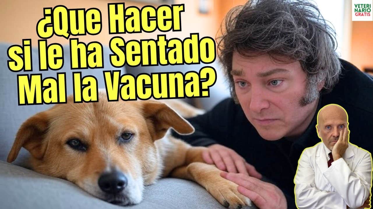 A mi perro le ha sentado mal la vacuna como tratar los efectos secundarios de las vacunas